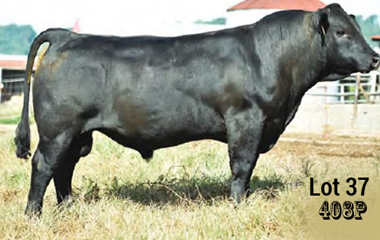 Lot 37 - TJB 408P SANDHILLS 4108C ET